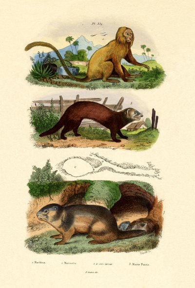 Geoffroys Tamarin ، 1833-1839 بواسطة المدرسة الفرنسية